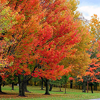 fall_leaves